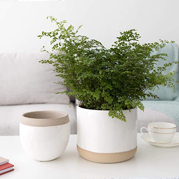 White Ceramic Flower Plant Pots – Square Zee ltd